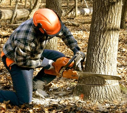 Tree Removal in Delmont, SD